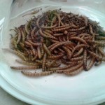 Ci sono degli insetti nel mio piatto... che bontà!